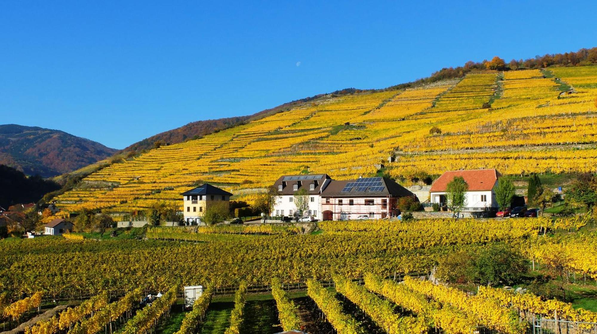 Weingut Donabaum "In Der Spitz" Daire Spitz an der Donau Oda fotoğraf