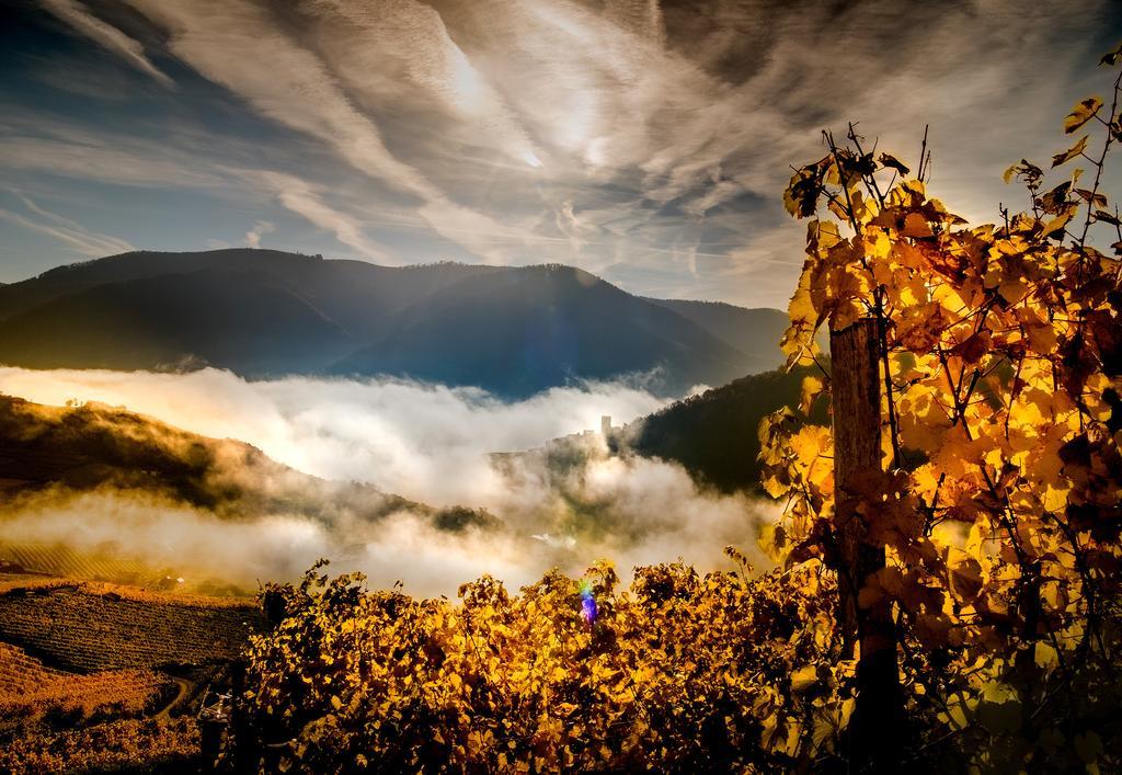 Weingut Donabaum "In Der Spitz" Daire Spitz an der Donau Dış mekan fotoğraf