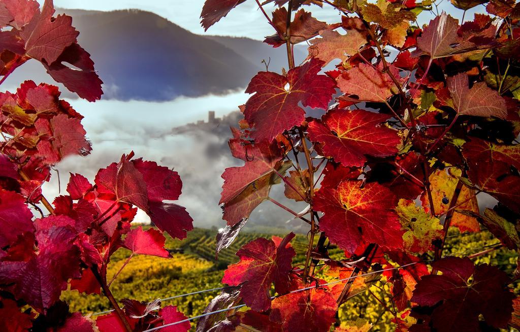 Weingut Donabaum "In Der Spitz" Daire Spitz an der Donau Dış mekan fotoğraf